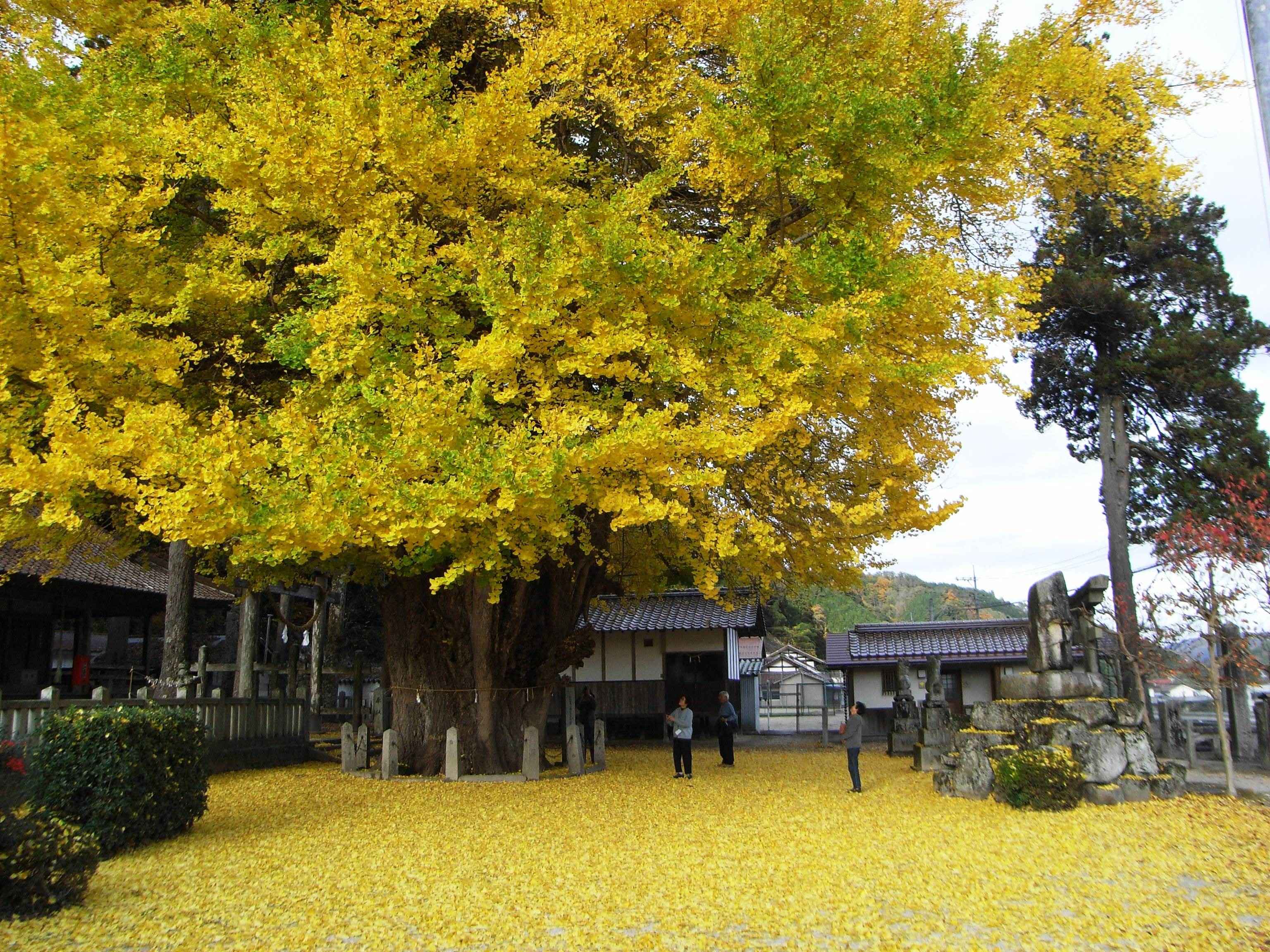 ⛩️ 마쿠하리 총진수 코마모리 신사 (幕張総鎮守 子守神社) 이미지 4